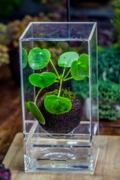 DIY Set 9cm / 3.5" Round Horticultural Lava Rock Volcanic Rock Planter And Moss Building Kit -Ncyp Garden Store IMG 2667 3 a964e00d 0348 46d7 8ce8 543d976b364d