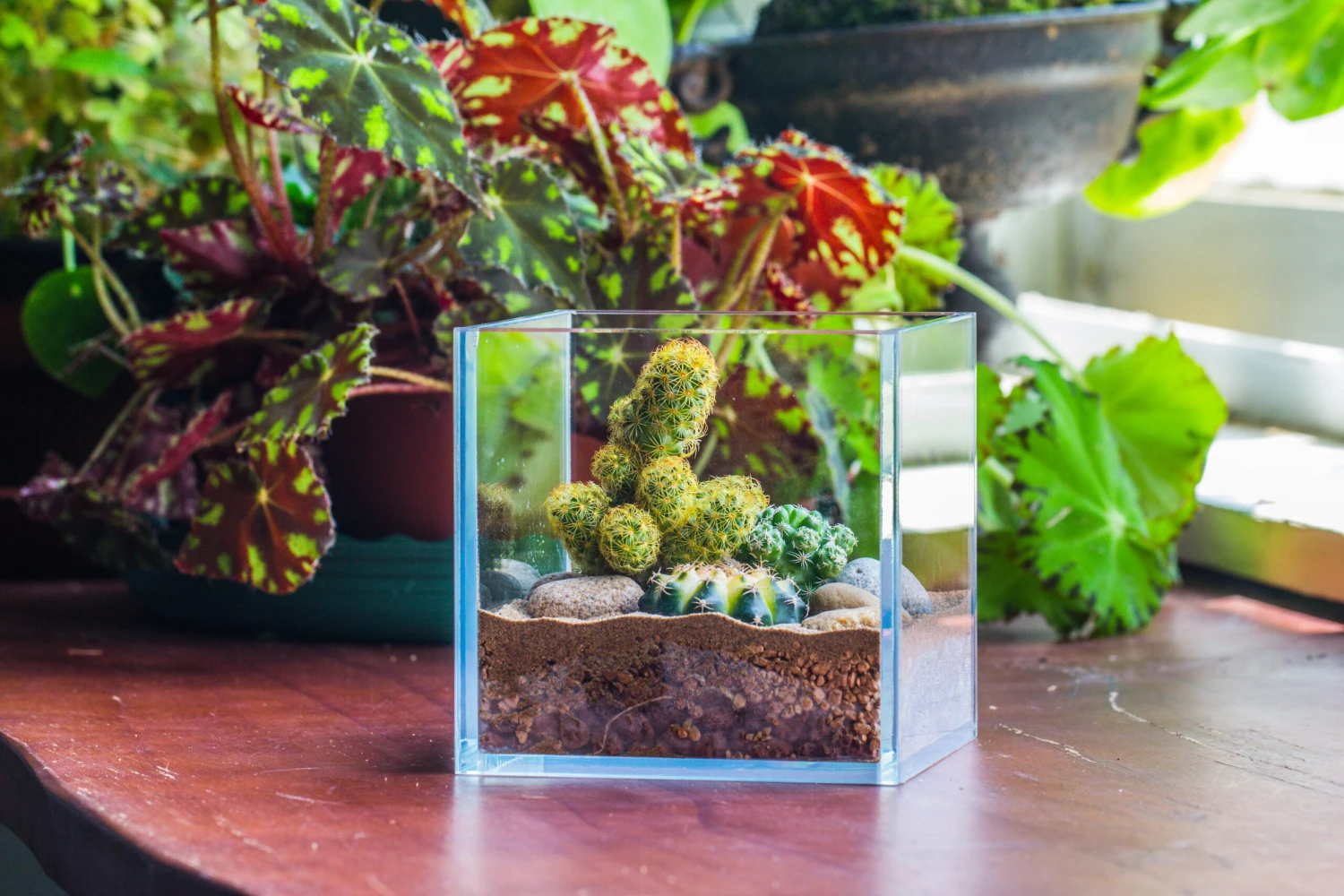 Red Horticultural Lava Rock Volcanic Rock Soil For Cacti Succulents Potted Plants Bonsai 12 Red Horticultural Lava Rock Volcanic Rock Soil For Cacti Succulents Potted Plants Bonsai - Image 10