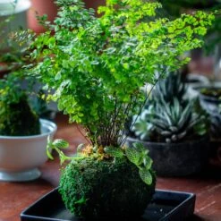 Preserved Hypnum Plumaeforme Wils. Moss Ball, Kokedama Planter 24 Preserved Hypnum Plumaeforme Wils. Moss Ball, Kokedama Planter -Ncyp Garden Store IMG 3088