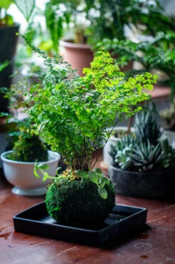 Preserved Hypnum Plumaeforme Wils. Moss Ball, Kokedama Planter 23 Preserved Hypnum Plumaeforme Wils. Moss Ball, Kokedama Planter -Ncyp Garden Store IMG 3089