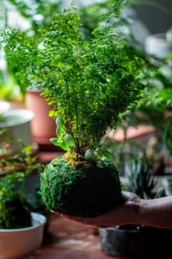 Preserved Hypnum Plumaeforme Wils. Moss Ball, Kokedama Planter 28 Preserved Hypnum Plumaeforme Wils. Moss Ball, Kokedama Planter -Ncyp Garden Store IMG 3097
