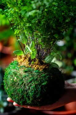 Preserved Hypnum Plumaeforme Wils. Moss Ball, Kokedama Planter 29 Preserved Hypnum Plumaeforme Wils. Moss Ball, Kokedama Planter -Ncyp Garden Store IMG 3099