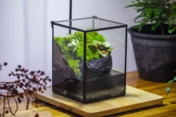Porous Black Horticultural Lava Rocks, For Terrarium Drainage Control, The Bottom Layer Of The Moss Terrarium -Ncyp Garden Store IMG 3408 84ad3df6 8d9a 4fbf bfc5 54cd63dc0336