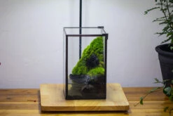 Porous Black Horticultural Lava Rocks, For Terrarium Drainage Control, The Bottom Layer Of The Moss Terrarium -Ncyp Garden Store IMG 3456 be960de0 f296 42ae 8d32 56a655478980