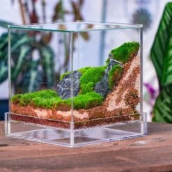 Natural Diatomaceous Rockes Stones For Top Dressing, Paving, Soil Conditioner, Potted Plants -Ncyp Garden Store IMG 3815 55777255 9e9c 4927 9008 f731f9fd41f5