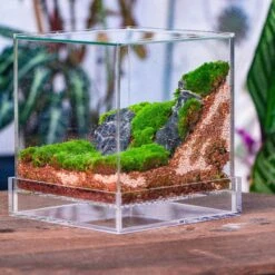 Basic Moss Terrarium Planting KIT, Suitable For Terrarium, Moss, Fern, Orchid, Begonia, Small Tropical 19 Basic Moss Terrarium Planting KIT, Suitable For Terrarium, Moss, Fern, Orchid, Begonia, Small Tropical -Ncyp Garden Store IMG 3815 b3c5f7c4 9c3d 4050 91ea f7a55836464c
