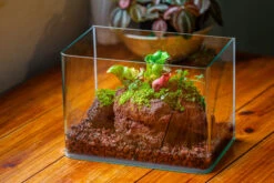 WaterTight Curved Glass Terrarium With Grow Lamp For Tropical Bog Plants 26 WaterTight Curved Glass Terrarium With Grow Lamp For Tropical Bog Plants -Ncyp Garden Store IMG 3975 1