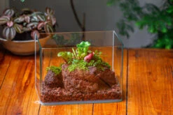 WaterTight Curved Glass Terrarium With Grow Lamp For Tropical Bog Plants 29 WaterTight Curved Glass Terrarium With Grow Lamp For Tropical Bog Plants -Ncyp Garden Store IMG 3978 1