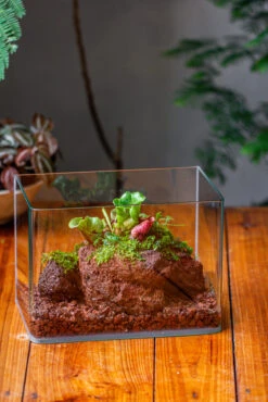 WaterTight Curved Glass Terrarium With Grow Lamp For Tropical Bog Plants 30 WaterTight Curved Glass Terrarium With Grow Lamp For Tropical Bog Plants -Ncyp Garden Store IMG 3979 1