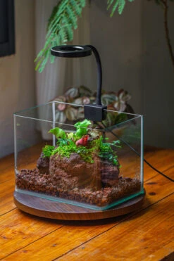 WaterTight Curved Glass Terrarium With Grow Lamp For Tropical Bog Plants 24 WaterTight Curved Glass Terrarium With Grow Lamp For Tropical Bog Plants -Ncyp Garden Store IMG 3981 1