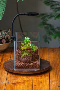 WaterTight Curved Glass Terrarium With Grow Lamp For Tropical Bog Plants 36 WaterTight Curved Glass Terrarium With Grow Lamp For Tropical Bog Plants -Ncyp Garden Store IMG 3992 1