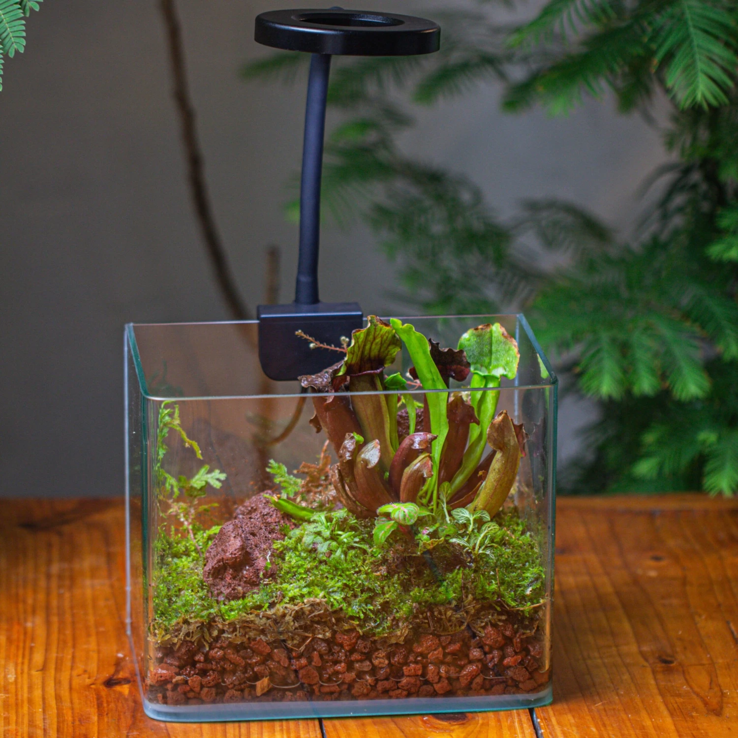 WaterTight Curved Glass Terrarium With Grow Lamp For Tropical Bog Plants 4 WaterTight Curved Glass Terrarium With Grow Lamp For Tropical Bog Plants - Image 2