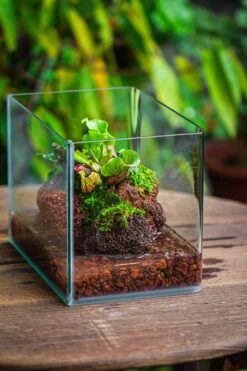 WaterTight Curved Glass Terrarium With Grow Lamp For Tropical Bog Plants 33 WaterTight Curved Glass Terrarium With Grow Lamp For Tropical Bog Plants -Ncyp Garden Store IMG 4057 1