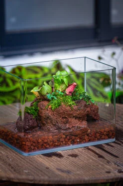 WaterTight Curved Glass Terrarium With Grow Lamp For Tropical Bog Plants 38 WaterTight Curved Glass Terrarium With Grow Lamp For Tropical Bog Plants -Ncyp Garden Store IMG 4058 1