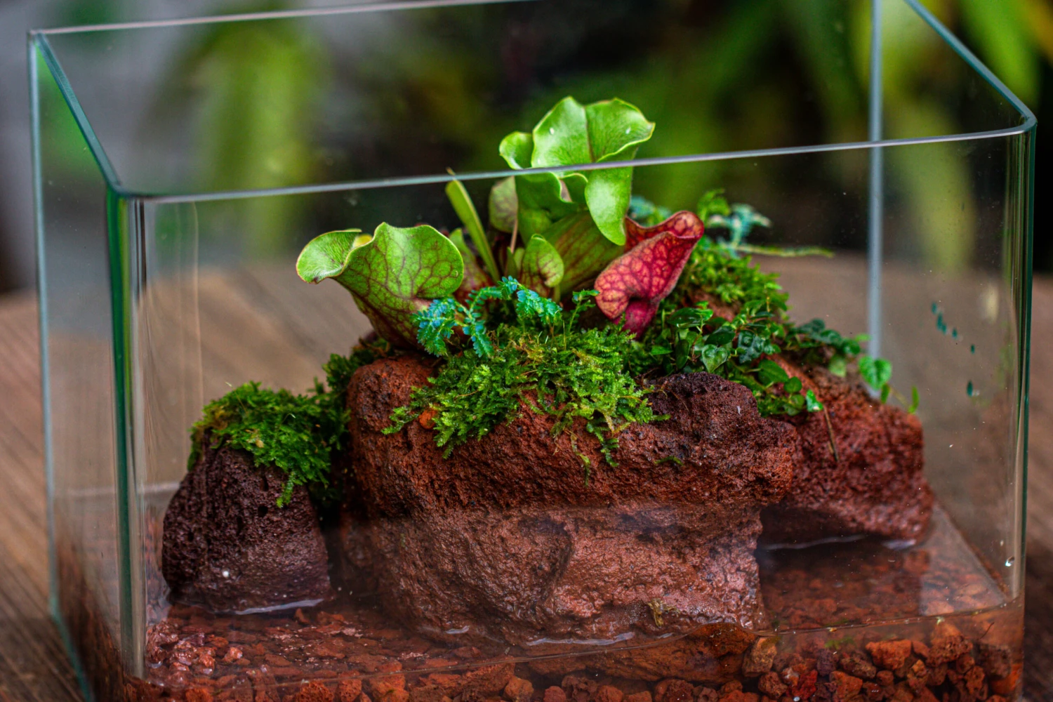 WaterTight Curved Glass Terrarium With Grow Lamp For Tropical Bog Plants 22 WaterTight Curved Glass Terrarium With Grow Lamp For Tropical Bog Plants - Image 20