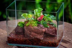 WaterTight Curved Glass Terrarium With Grow Lamp For Tropical Bog Plants 37 WaterTight Curved Glass Terrarium With Grow Lamp For Tropical Bog Plants -Ncyp Garden Store IMG 4066 1