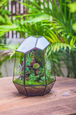 Planting Kit For This Close Geometric Tin Glass Terrarium With Door, Vent -Ncyp Garden Store IMG 4495