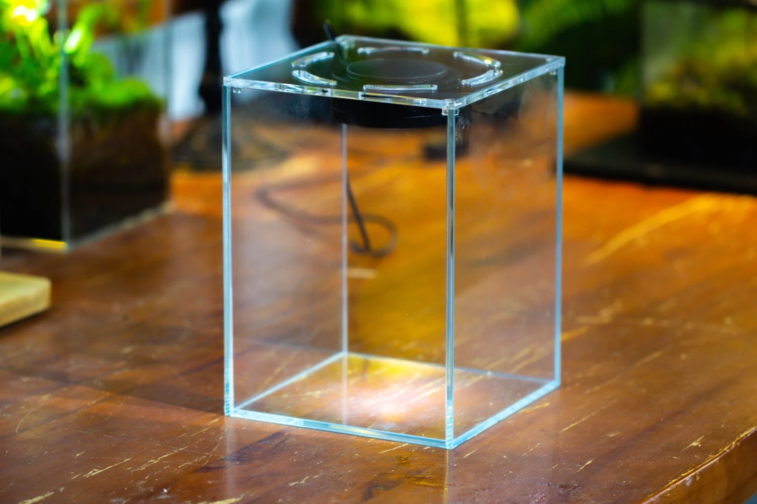 Watertight Glass Terrarium With LED Grow Light, Acrylic Lid For Carnivorous Plants-25x25x30cm / 9.8x9.8x11.8'' 18 Watertight Glass Terrarium With LED Grow Light, Acrylic Lid For Carnivorous Plants-25x25x30cm / 9.8x9.8x11.8'' - Image 16