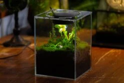 Watertight Glass Tank With LED Grow Light, Acrylic Lid, DIY Terrarium Kit-20x20x20cm / 7.8x7.8x7.8'' -Ncyp Garden Store IMG 4782 96d7cda1 f3ec 4f64 ab79 e8dc7e2f8bdc 2