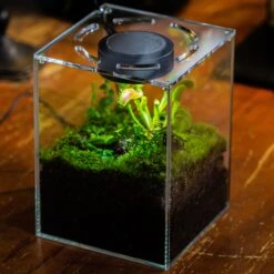 Watertight Glass Tank With LED Grow Light, Acrylic Lid, DIY Terrarium Kit-15x15x18cm / 5.9x5.9x7.1'' -Ncyp Garden Store IMG 4783 1 08a03d4c e26e 4f54 b020 9c073743187d 5