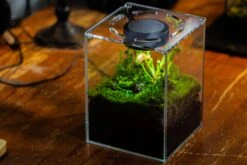Watertight Glass Terrarium With LED Grow Light, Acrylic Lid For Carnivorous Plants-20x20x20cm / 7.8x7.8x7.8'' -Ncyp Garden Store IMG 4783 c984b4e9 72c2 4ad8 95e0 7074bc23f6ba 9