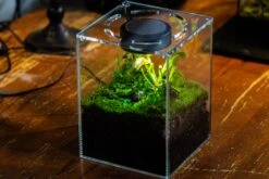 Watertight Glass Terrarium With LED Grow Light, Acrylic Lid For Carnivorous Plants-25x25x30cm / 9.8x9.8x11.8'' 28 Watertight Glass Terrarium With LED Grow Light, Acrylic Lid For Carnivorous Plants-25x25x30cm / 9.8x9.8x11.8'' -Ncyp Garden Store IMG 4784 c10bc877 f768 4cdd b5d3 0c69fc2bdb20 8