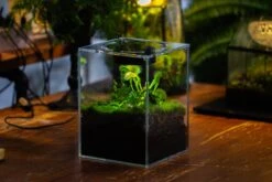 Watertight Glass Tank With LED Grow Light, Acrylic Lid, DIY Terrarium Kit-15x15x20cm / 5.9x5.9x7.8'' -Ncyp Garden Store IMG 4785 ce9d1918 b911 4690 86c7 12c07e9adb55 4