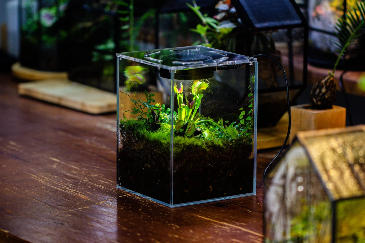 Watertight Glass Terrarium With LED Grow Light, Acrylic Lid For Carnivorous Plants-25x25x30cm / 9.8x9.8x11.8'' 12 Watertight Glass Terrarium With LED Grow Light, Acrylic Lid For Carnivorous Plants-25x25x30cm / 9.8x9.8x11.8'' - Image 10