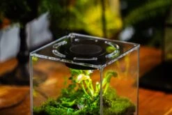 Watertight Glass Terrarium With LED Grow Light, Acrylic Lid For Carnivorous Plants-20x20x20cm / 7.8x7.8x7.8'' -Ncyp Garden Store IMG 4787 9e90fb24 163c 4e17 8077 35dfd03e273d 9