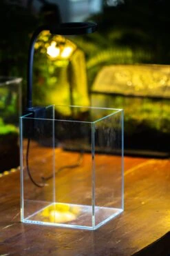 Watertight Glass Terrarium With LED Grow Light, Acrylic Lid For Carnivorous Plants-25x25x30cm / 9.8x9.8x11.8'' 33 Watertight Glass Terrarium With LED Grow Light, Acrylic Lid For Carnivorous Plants-25x25x30cm / 9.8x9.8x11.8'' -Ncyp Garden Store IMG 4888 b1498bee c6ee 4987 8ea1 1a73a796ecd4