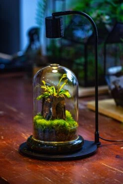 Glass Cloche Terrarium Bell Jar With Glass Base With Top Air Hole, With LED Grow Lamp Set, Glass Dome Planter Set For Plants -Ncyp Garden Store IMG 4948 1