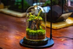 Glass Cloche Terrarium Bell Jar With Glass Base With Top Air Hole, With LED Grow Lamp Set, Glass Dome Planter Set For Plants -Ncyp Garden Store IMG 4949 f95e2579 545a 4636 b7d7 2aea3d5d7c56