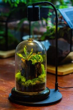 Glass Cloche Terrarium Bell Jar With Glass Base With Top Air Hole, With LED Grow Lamp Set, Glass Dome Planter Set For Plants -Ncyp Garden Store IMG 4965 1