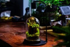 Glass Cloche Terrarium Bell Jar With Glass Base With Top Air Hole, With LED Grow Lamp Set, Glass Dome Planter Set For Plants -Ncyp Garden Store IMG 4966