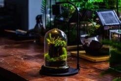 Glass Cloche Terrarium Bell Jar With Glass Base With Top Air Hole, With LED Grow Lamp Set, Glass Dome Planter Set For Plants -Ncyp Garden Store IMG 4967