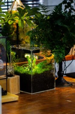 Watertight Glass Tank With LED Grow Light, Acrylic Lid, DIY Terrarium Kit- 25x25x30cm / 9.8x9.8x11.8'' -Ncyp Garden Store IMG 5036 89547b5c d46f 4cc9 bc41 c85bae752605 11