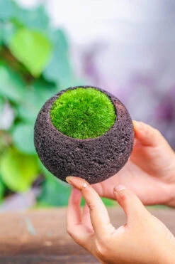 3 Units 8cm / 3.1" Round Black Horticultural Lava Rock Volcanic Rock Planter For Succulents, Moss, Tropical Palants, Terrariums -Ncyp Garden Store IMG 5181