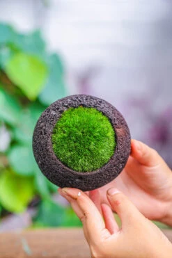 3 Units 8cm / 3.1" Round Black Horticultural Lava Rock Volcanic Rock Planter For Succulents, Moss, Tropical Palants, Terrariums -Ncyp Garden Store IMG 5182