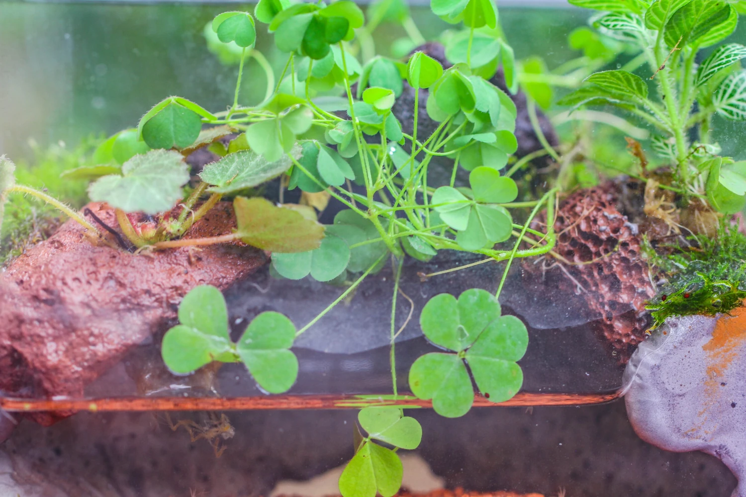 Red Horticultural Lava Rock Volcanic Rock Soil For Cacti Succulents Potted Plants Bonsai 7 Red Horticultural Lava Rock Volcanic Rock Soil For Cacti Succulents Potted Plants Bonsai - Image 5