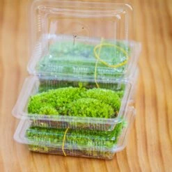 Glass Tank With Lid Grow Light DIY Set For Moss And Flytrap, Sundew -Ncyp Garden Store IMG 6060111 1