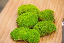 Preserved Forever Leucobryum Moss Cushion Moss , Natural Green 20x50cm, For DIY Moss Terrarium, Miniature, Centerpiece, Micro Landscape, No Maintenence -Ncyp Garden Store IMG 6063