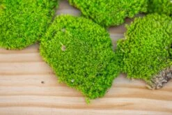 Preserved Forever Leucobryum Moss Cushion Moss , Natural Green 20x50cm, For DIY Moss Terrarium, Miniature, Centerpiece, Micro Landscape, No Maintenence -Ncyp Garden Store IMG 6068