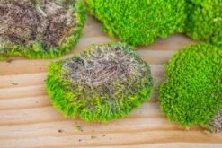 Preserved Forever Leucobryum Moss Cushion Moss , Natural Green 20x50cm, For DIY Moss Terrarium, Miniature, Centerpiece, Micro Landscape, No Maintenence -Ncyp Garden Store IMG 6069