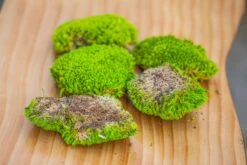 Preserved Forever Leucobryum Moss Cushion Moss , Natural Green 20x50cm, For DIY Moss Terrarium, Miniature, Centerpiece, Micro Landscape, No Maintenence -Ncyp Garden Store IMG 6070