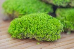 Preserved Forever Leucobryum Moss Cushion Moss , Natural Green 20x50cm, For DIY Moss Terrarium, Miniature, Centerpiece, Micro Landscape, No Maintenence -Ncyp Garden Store IMG 6074 2ad1e3ab 60ee 48a6 9c22 da26d0e83d57