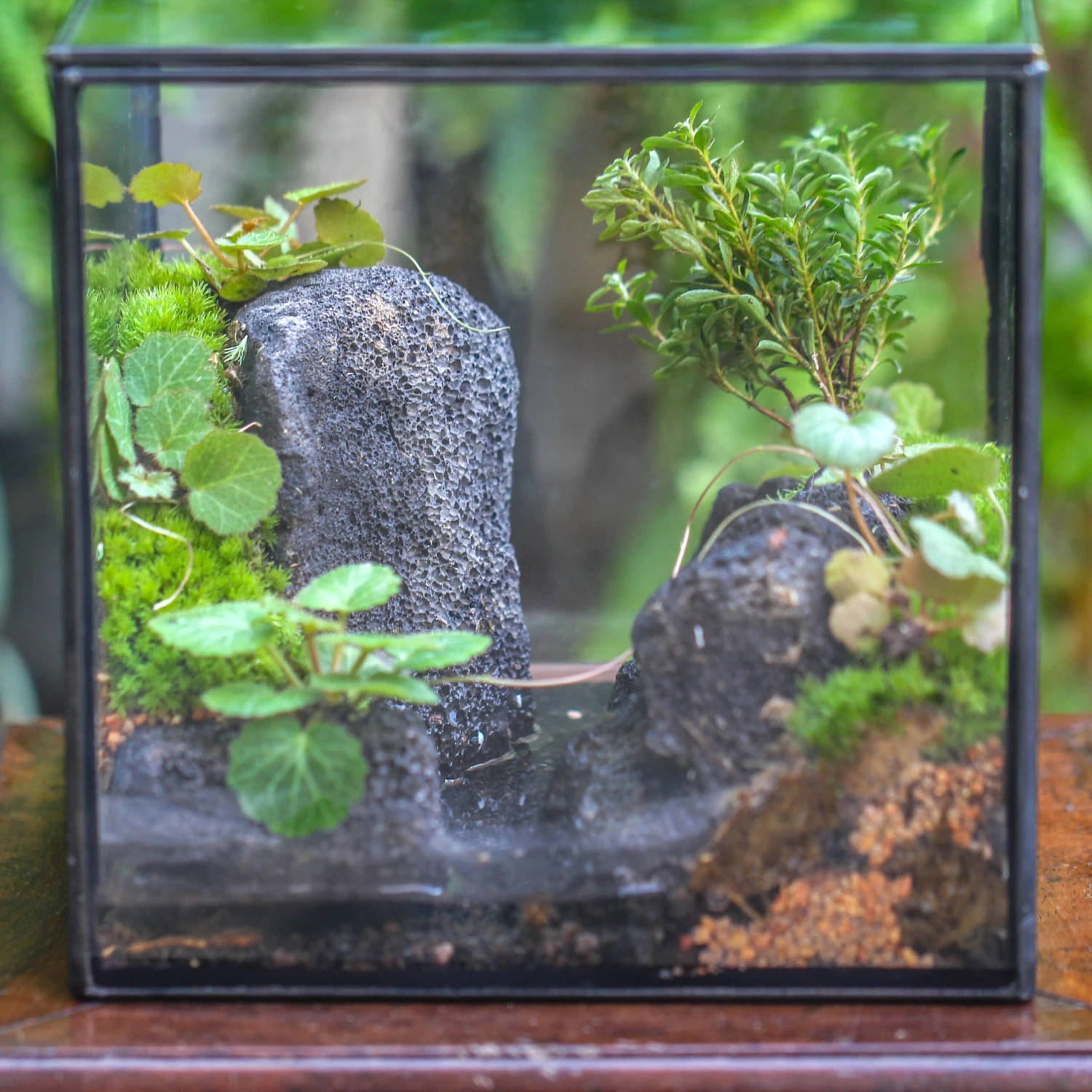 5-8cm Black Horticultural Lava Rock Volcanic Rock For Terrarium, Bonsai Landscape, 500g 4 5-8cm Black Horticultural Lava Rock Volcanic Rock For Terrarium, Bonsai Landscape, 500g - Image 2