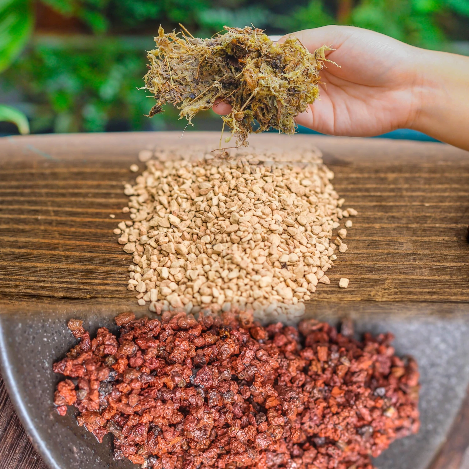 Basic Moss Terrarium Planting KIT, Suitable For Terrarium, Moss, Fern, Orchid, Begonia, Small Tropical 3 Basic Moss Terrarium Planting KIT, Suitable For Terrarium, Moss, Fern, Orchid, Begonia, Small Tropical