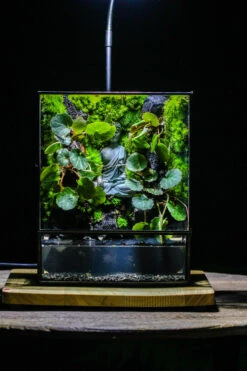 5-8cm Black Horticultural Lava Rock Volcanic Rock For Terrarium, Bonsai Landscape, 500g 19 5-8cm Black Horticultural Lava Rock Volcanic Rock For Terrarium, Bonsai Landscape, 500g -Ncyp Garden Store IMG 6354 f75ffe1b 7865 4217 93ac 660e441c87ab