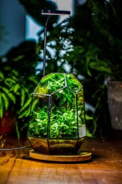 NCYP Customizable Tabletop Natural Wood Round Board LED Grow Display Light Indoor 10W For Terrarium Succulent Fern Bonsai Moss -30cm -Ncyp Garden Store IMG 6469