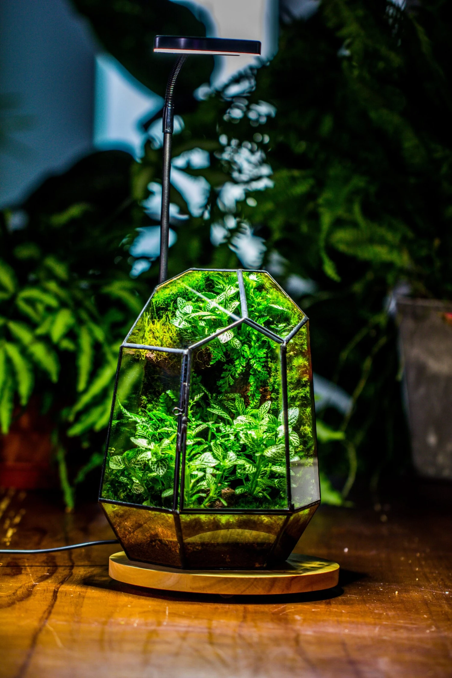 NCYP Customizable Tabletop Natural Wood Round Board LED Grow Display Light Indoor 10W For Terrarium Succulent Fern Bonsai Moss -35cm 10 NCYP Customizable Tabletop Natural Wood Round Board LED Grow Display Light Indoor 10W For Terrarium Succulent Fern Bonsai Moss -35cm - Image 8